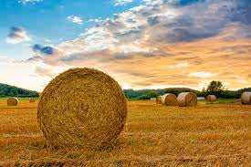 Wacha Wicks Hayfields