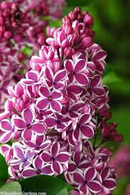 Wacha Wicks Lilac Candle