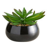 Crassula Succulent Black