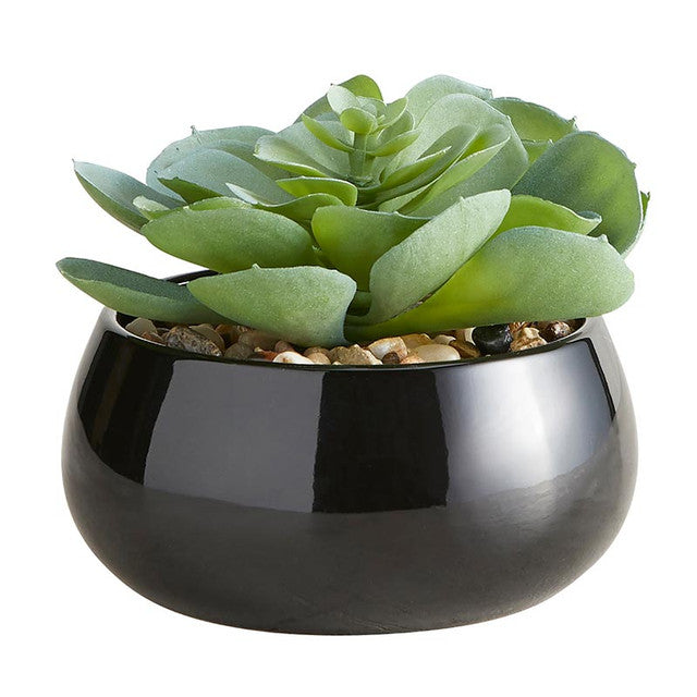 Petras Perke Succulent Black