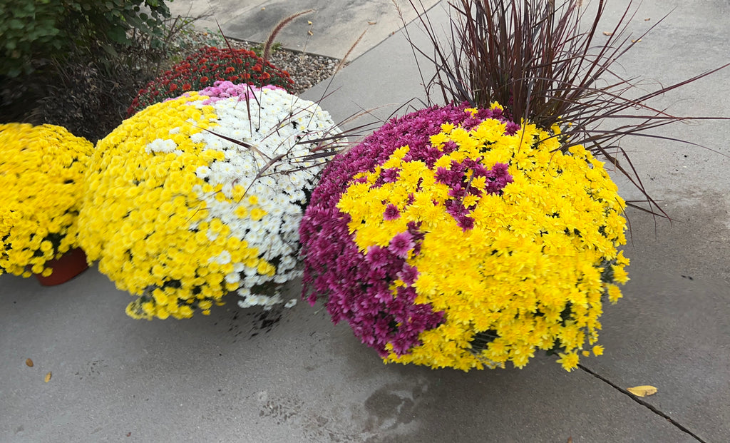 Three color mum