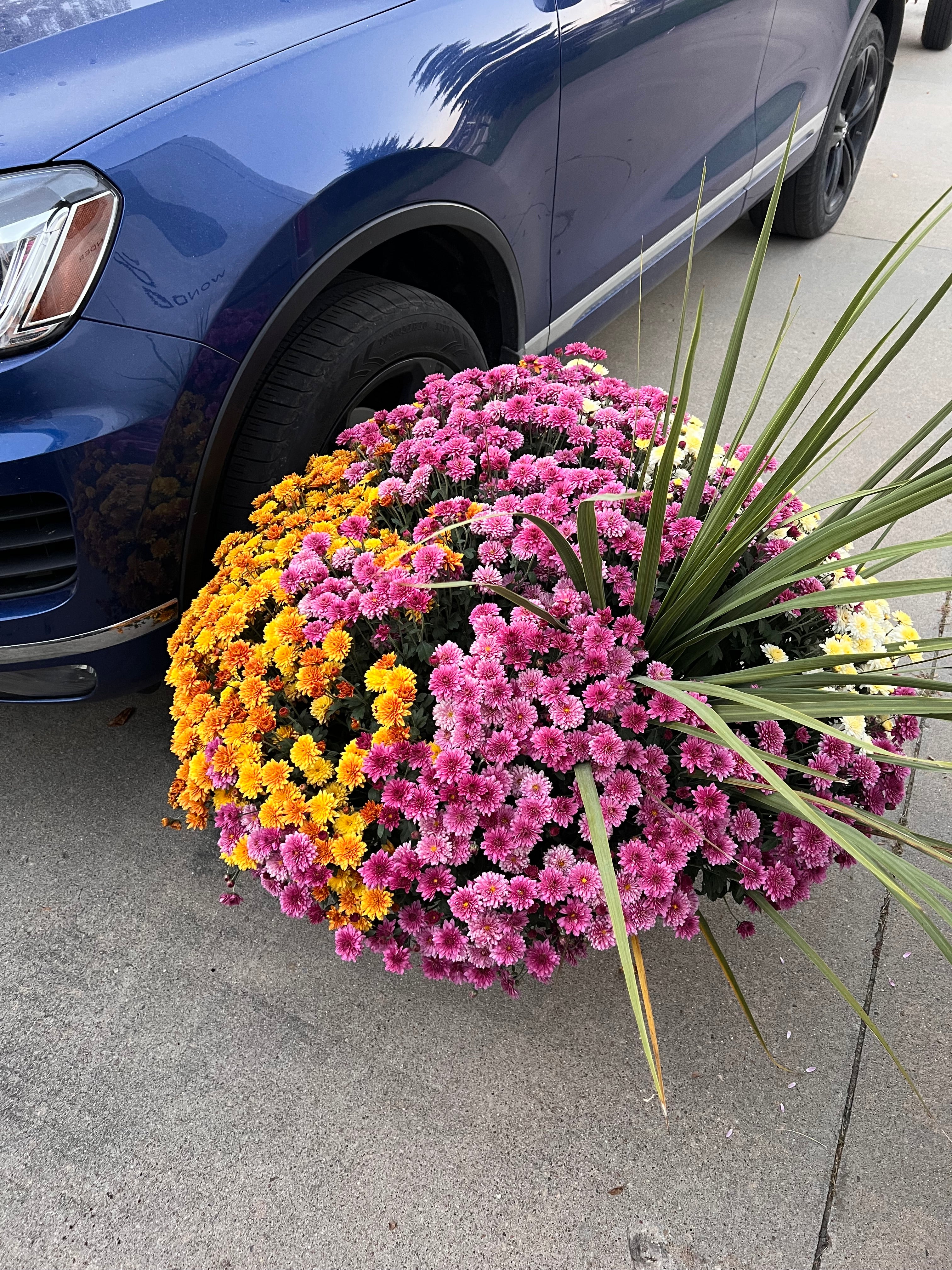 Three color mum