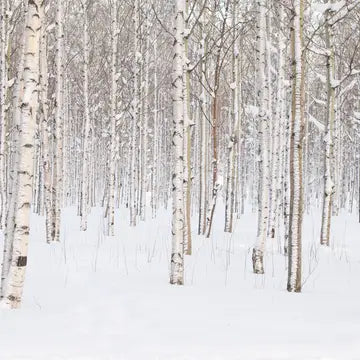 Milkhouse candle Co. - Silver Birch